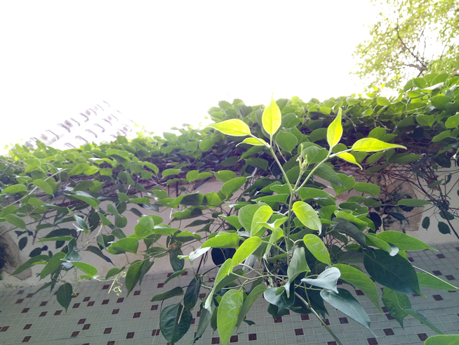 豈止于大!金屬美機OPPO R7 Plus體驗評測