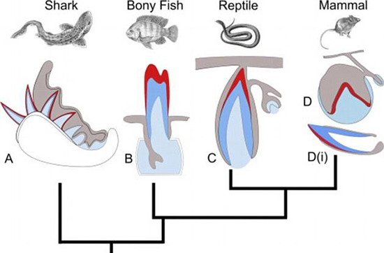 能像鯊魚一樣再生牙齒?只要喚醒基因就行
