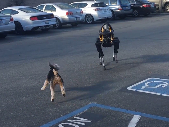 視頻:誰是最后的贏家? 機械狗大戰小萌犬