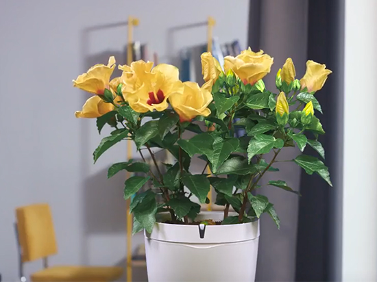 智能花盆Parrot?Pot?“植物殺手”們的春天來了